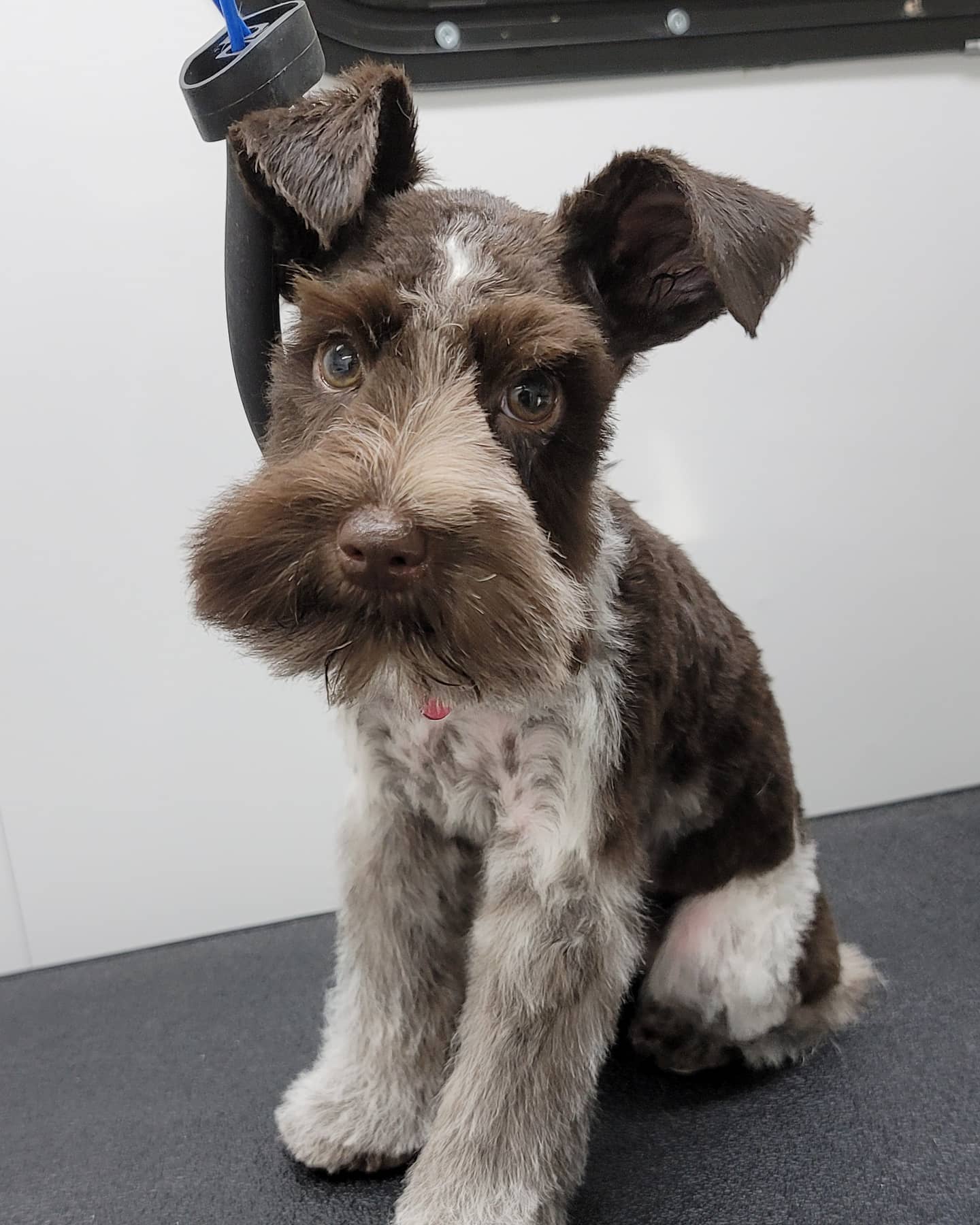 A freshly groomed miniature schnauzer sitting on the grooming table