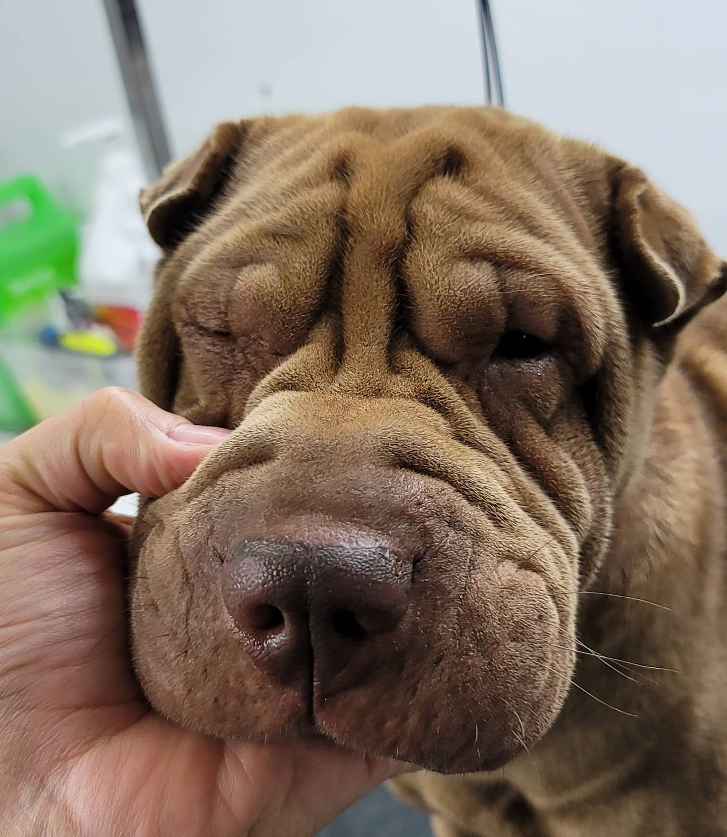 A relaxed dog being gently held and reassured during its grooming appointment
